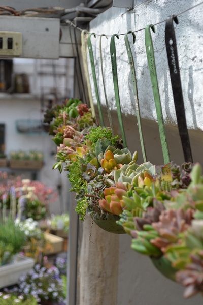 Hanging Succulent Garden using Vintage Ladles