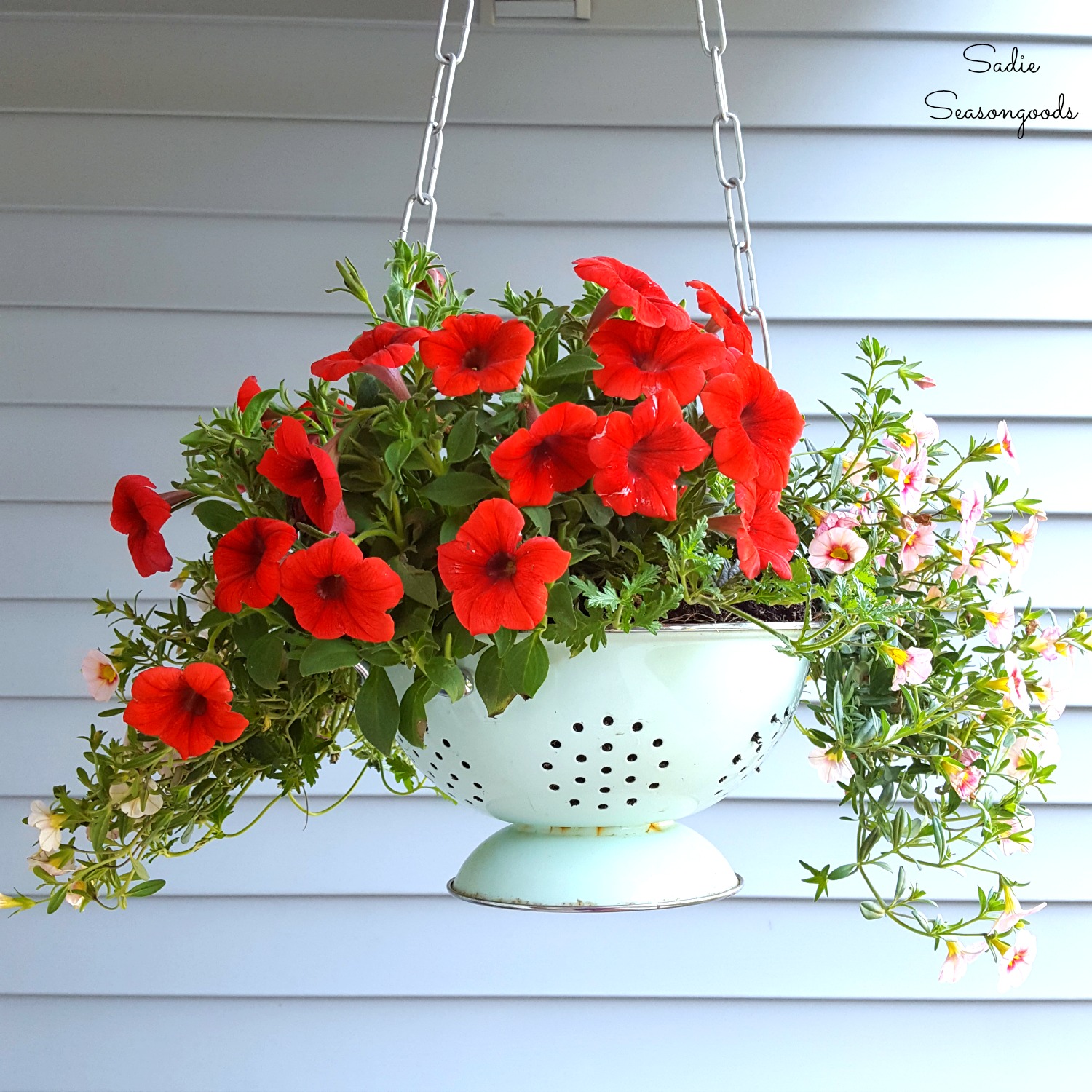 Colander turned Planter